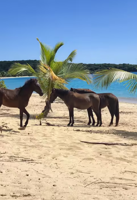 Horses on the beach